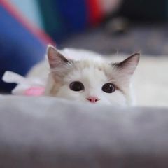 個人頭像