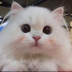 個人頭像