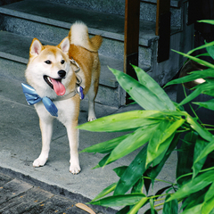 個人頭像