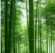 個人頭像