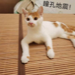 個人頭像