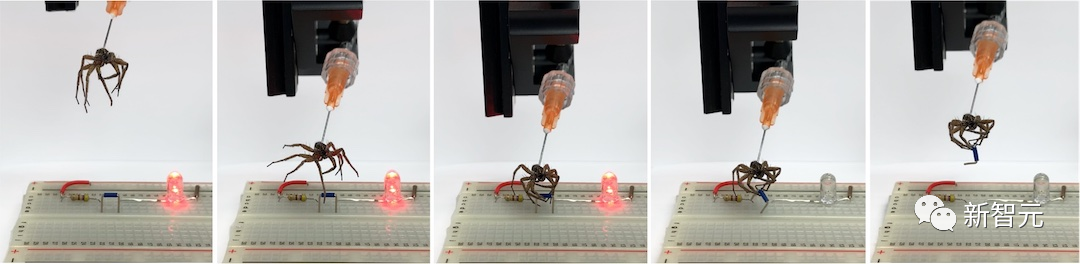 科學家研究出了「死靈蜘蛛」機器人，能夠抓走同類
