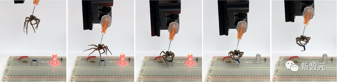 科学家研究出了「死灵蜘蛛」机器人，能够抓走同类