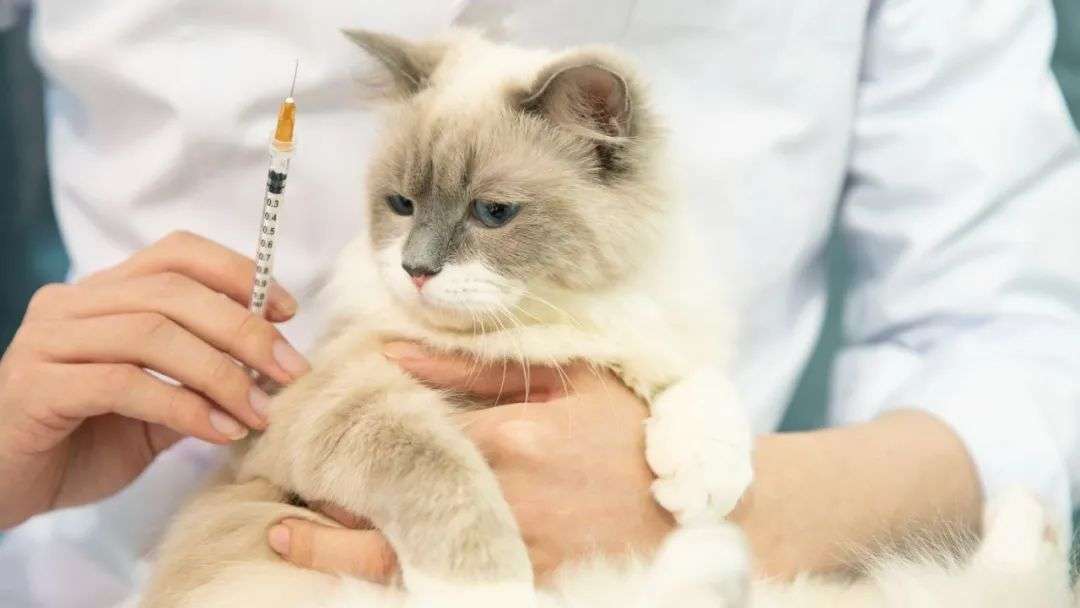 鏟屎官喊貴，醫院哭窮，寵物醫療的錢被誰賺走了？
