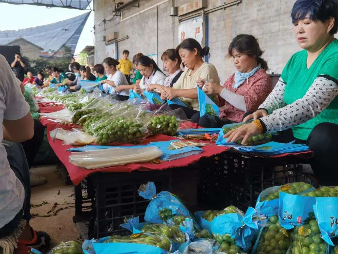 上海摄影师回农村卖水果，上淘特年销1500万元