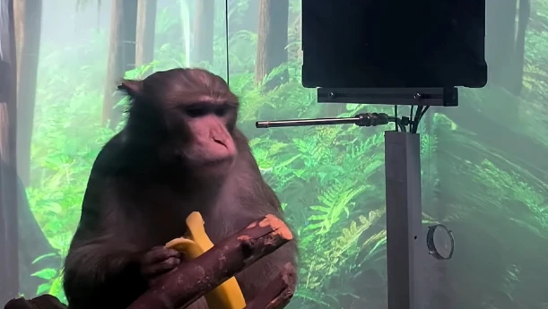 马斯克的猴子正在推动一场脑机革命，代价只是“香蕉奶昔”