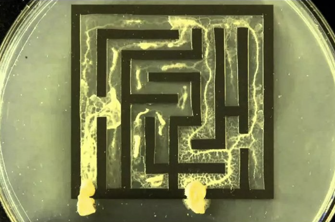開源大模型領(lǐng)域最重要的玩家們，在關(guān)心/擔(dān)心什么