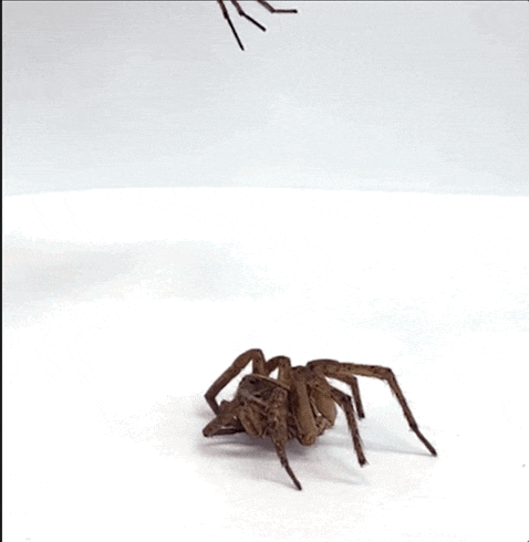 科学家研究出了「死灵蜘蛛」机器人，能够抓走同类
