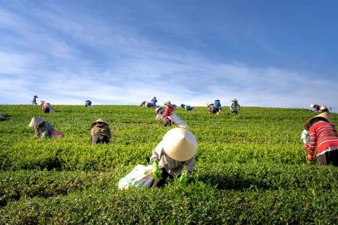 直播電商的歸宿，在農村？