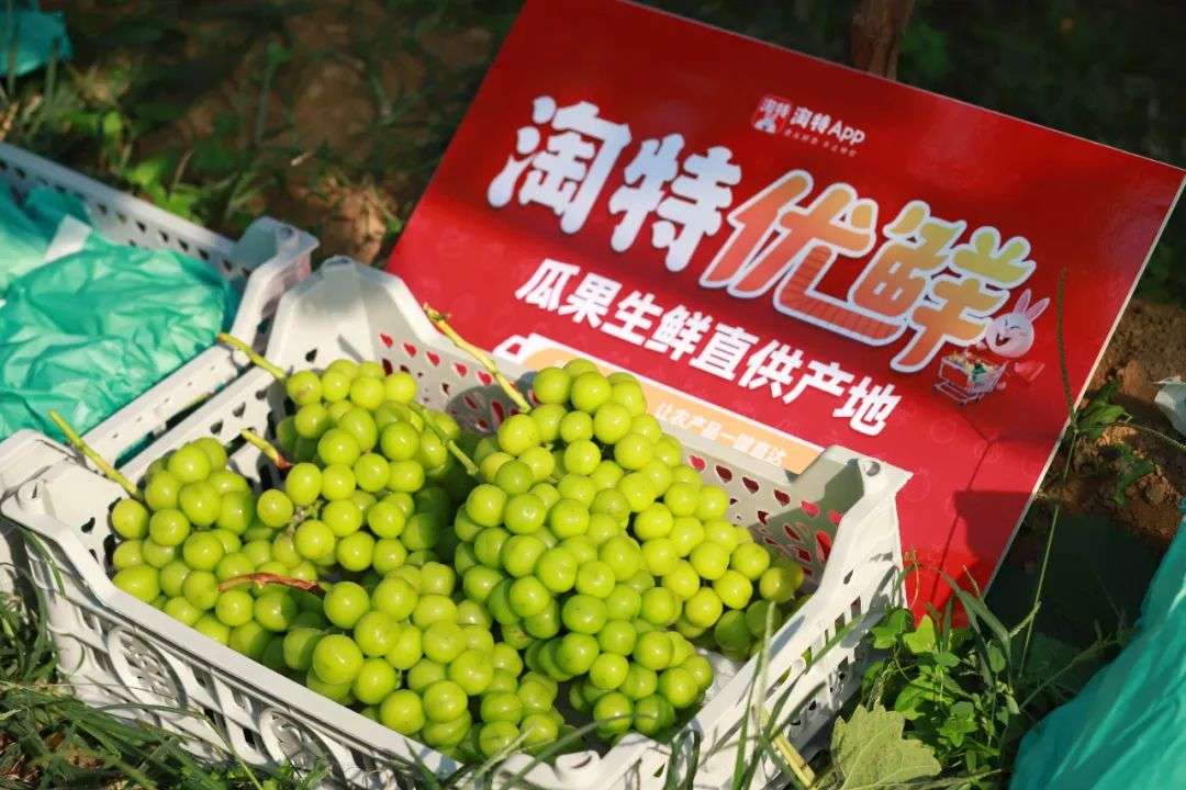 上海攝影師回農村賣水果，上淘特年銷1500萬元
