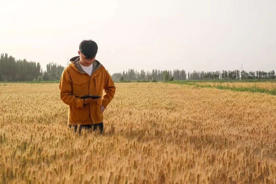 從大廠到農場，90后碩士們開始回鄉村種地