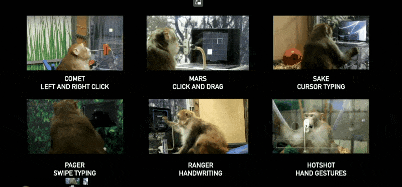 马斯克的猴子正在推动一场脑机革命，代价只是“香蕉奶昔”