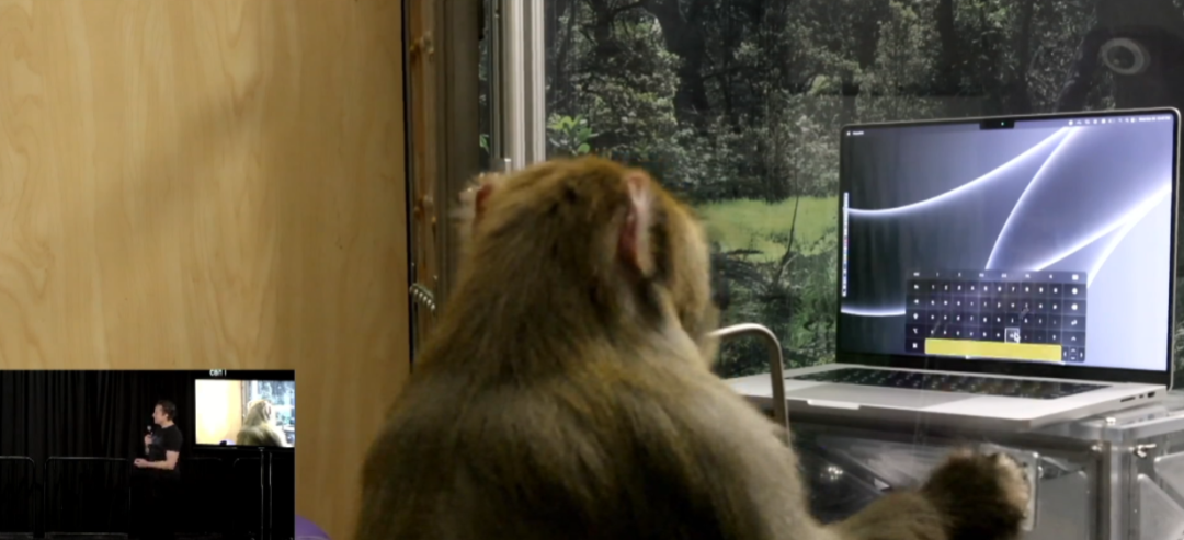 马斯克的猴子正在推动一场脑机革命，代价只是“香蕉奶昔”