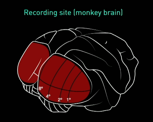 马斯克的猴子正在推动一场脑机革命，代价只是“香蕉奶昔”