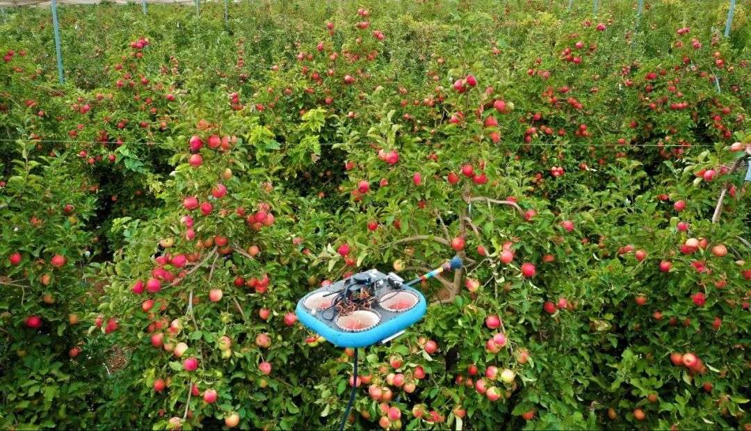 2050 年，我们需要 500 万「机器人」摘水果