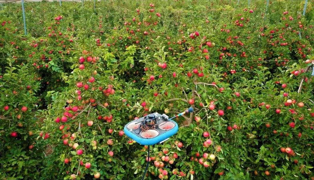 2050 年，我們需要 500 萬「機器人」摘水果