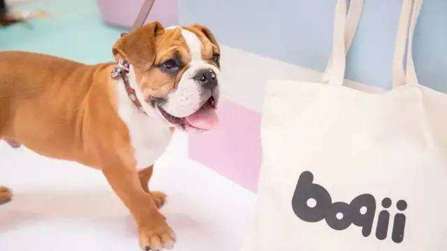 私域用户超百万，年销数亿，拆解宠物电商第一股私域打法